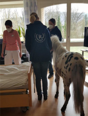 Pony wird im Patientenzimmer ans Bett geführt