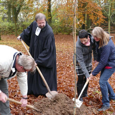 Aus dem Samen der Luther-Eiche in Polle an der Weser wurden die über 200 Eichen gezogen, die in der Landeskirche Hannovers gepflanzt werden.